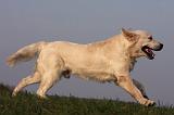 GOLDEN RETRIEVER 856